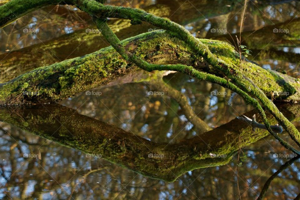 Reflection of tree branches covered in moss