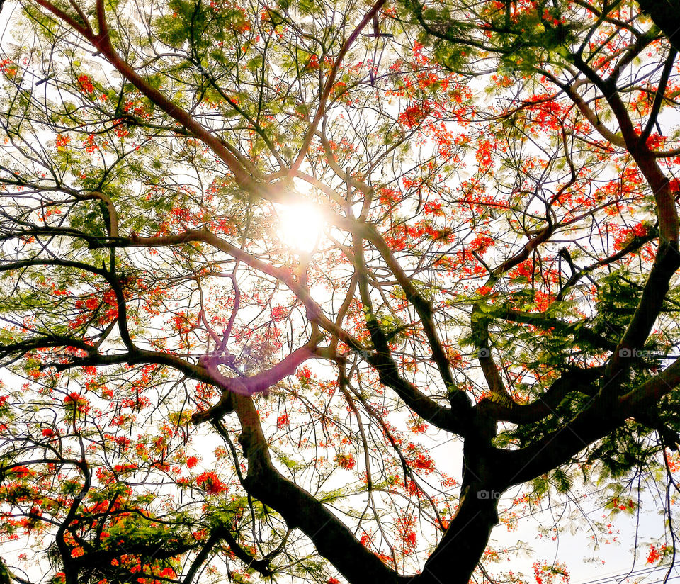 Low angle view of tree and flower