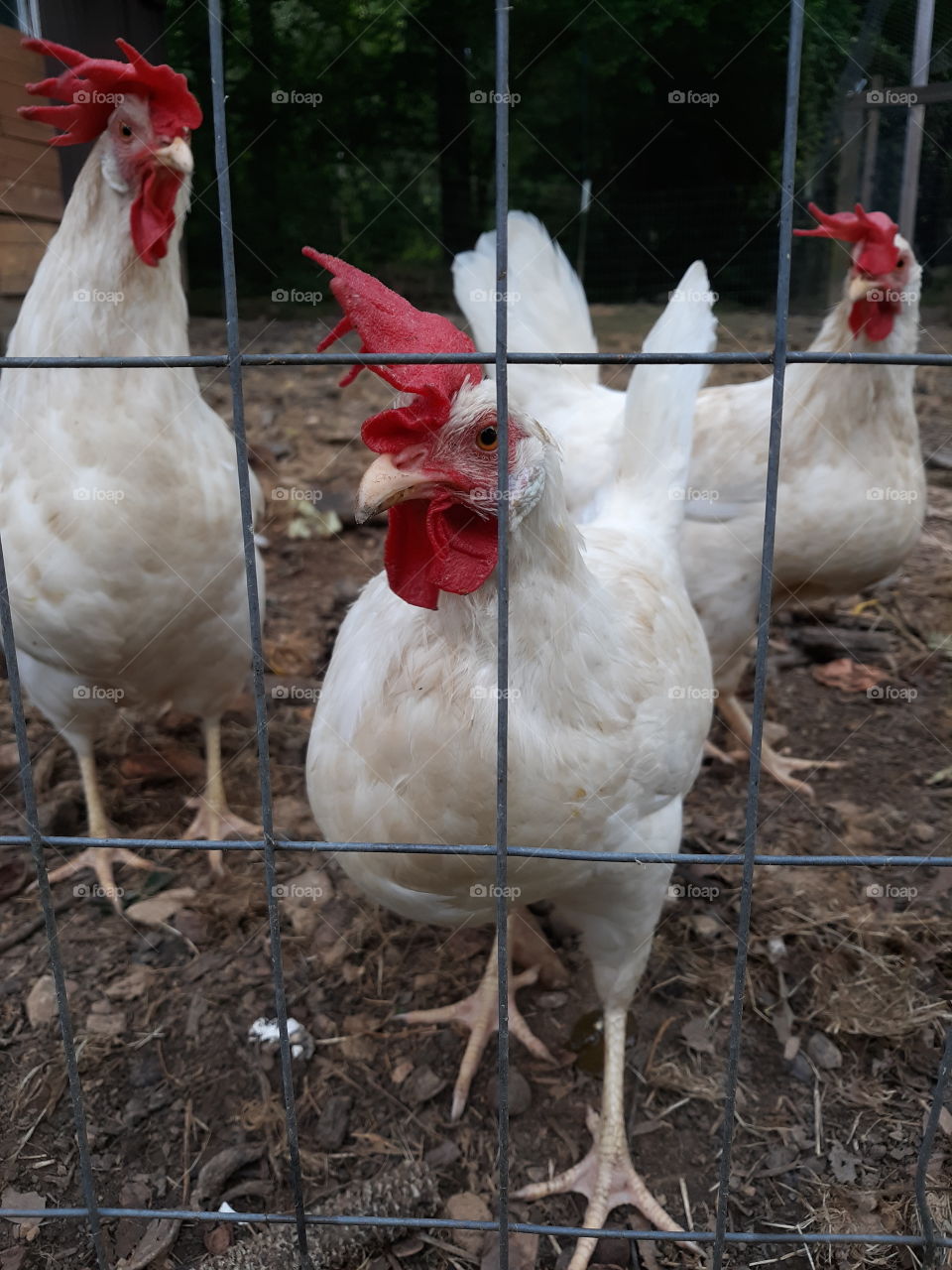 Three Crazy Hens in the Chicken Yard