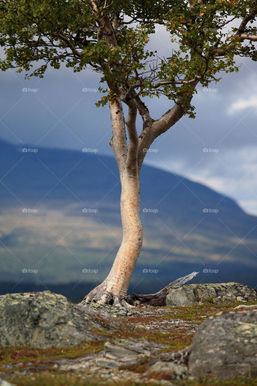 tree björk birch träd by jox