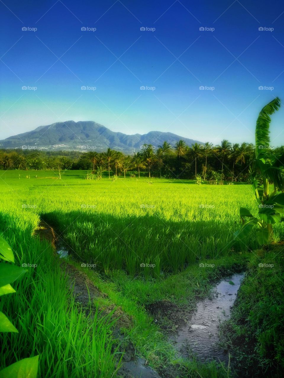 The view in the morning of rice fields and mountains is so cool. This view is in Semarang, Central Java, Indonesia.