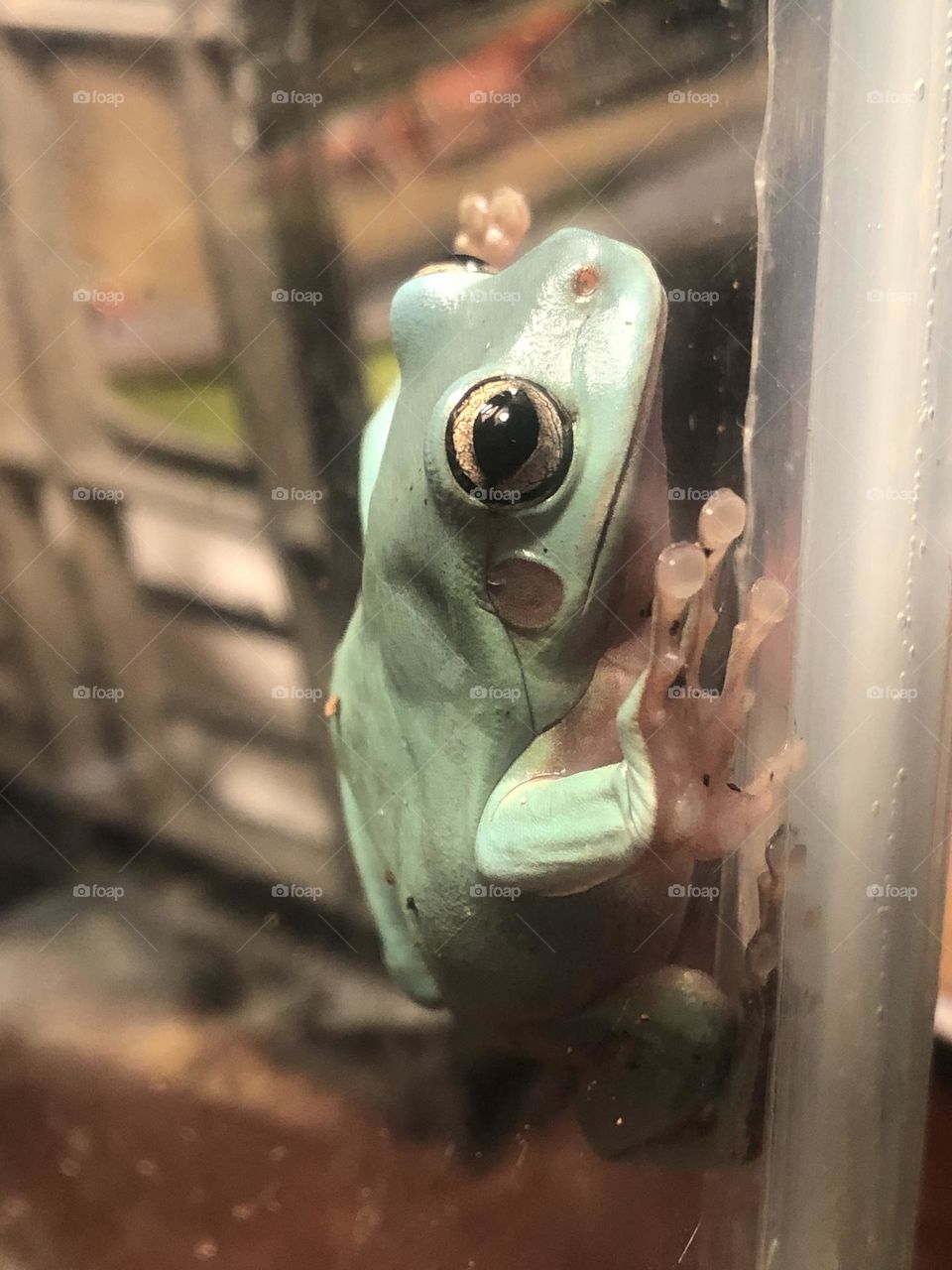 White tree frog exposing sticky toe pads