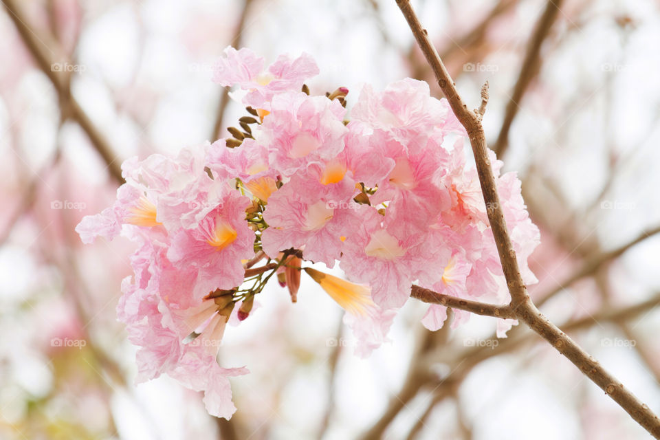 pink tebebuia