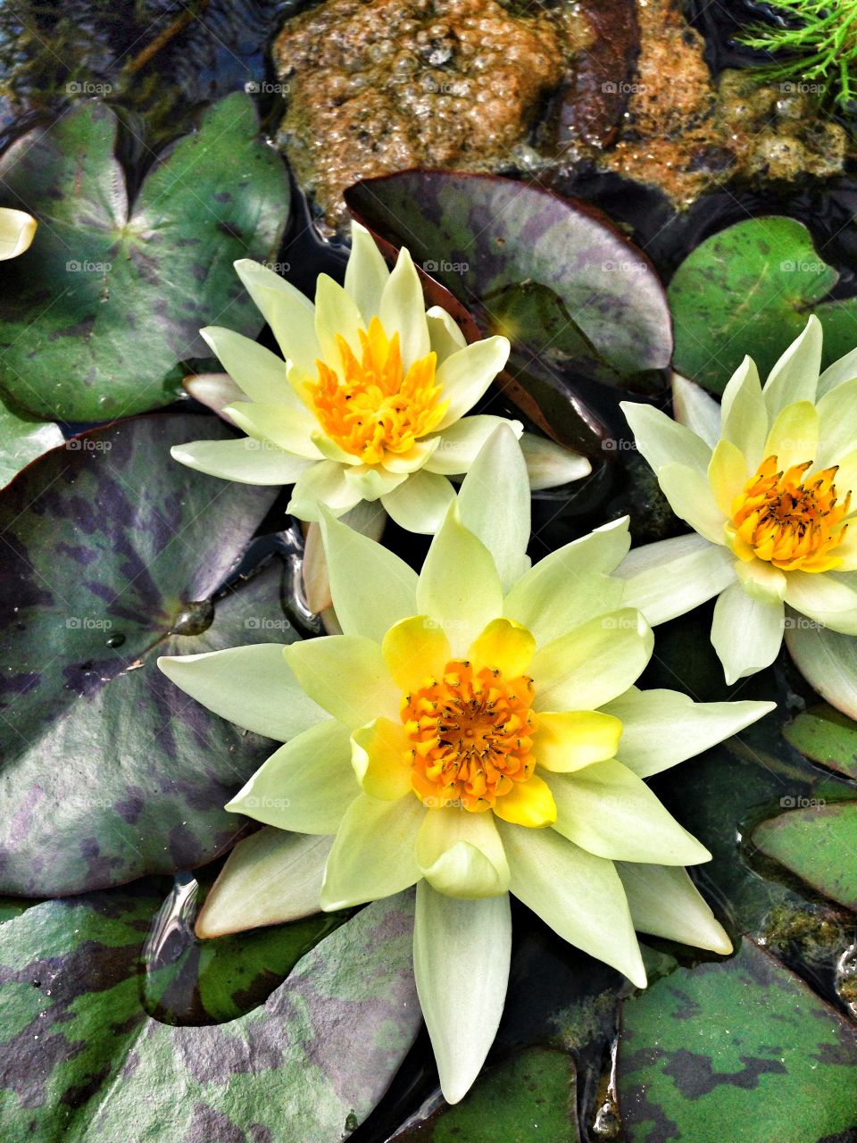 Pond beauty. Lily pads and lilies 