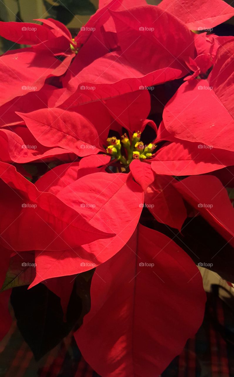 Poinsettia