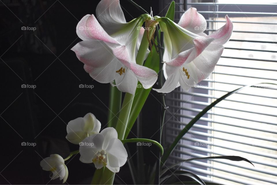 Amaryllis and orchid 