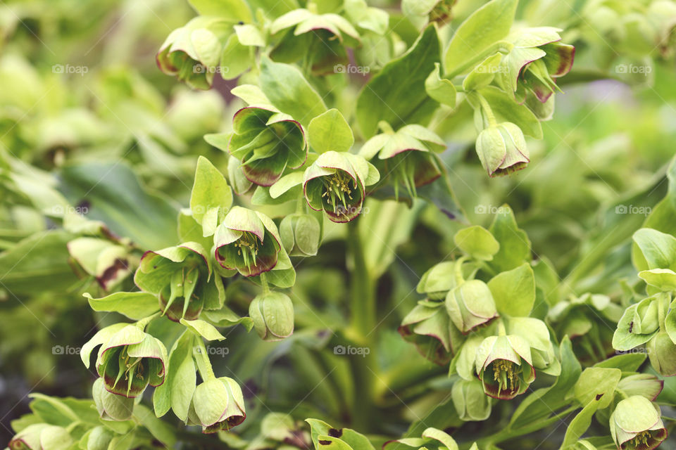 green natural fullframe background of hellebores flower in blossom