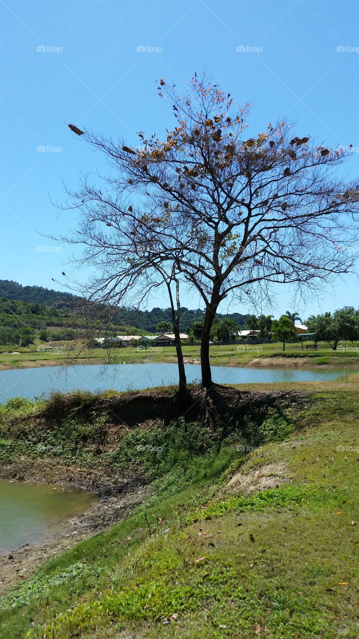 tree beside a lake