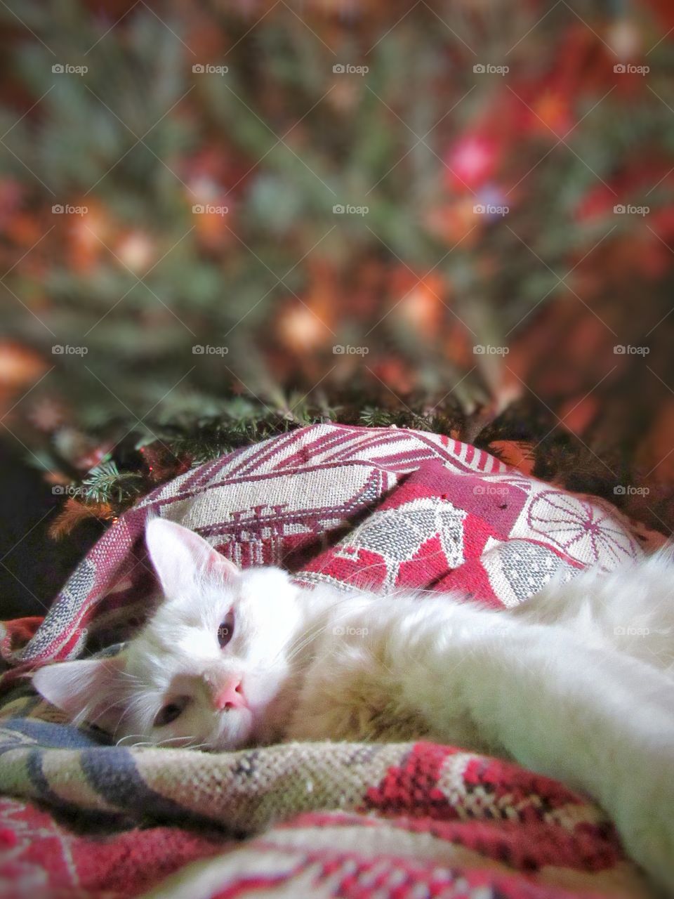 fluffy white cat laying under Christmas tree