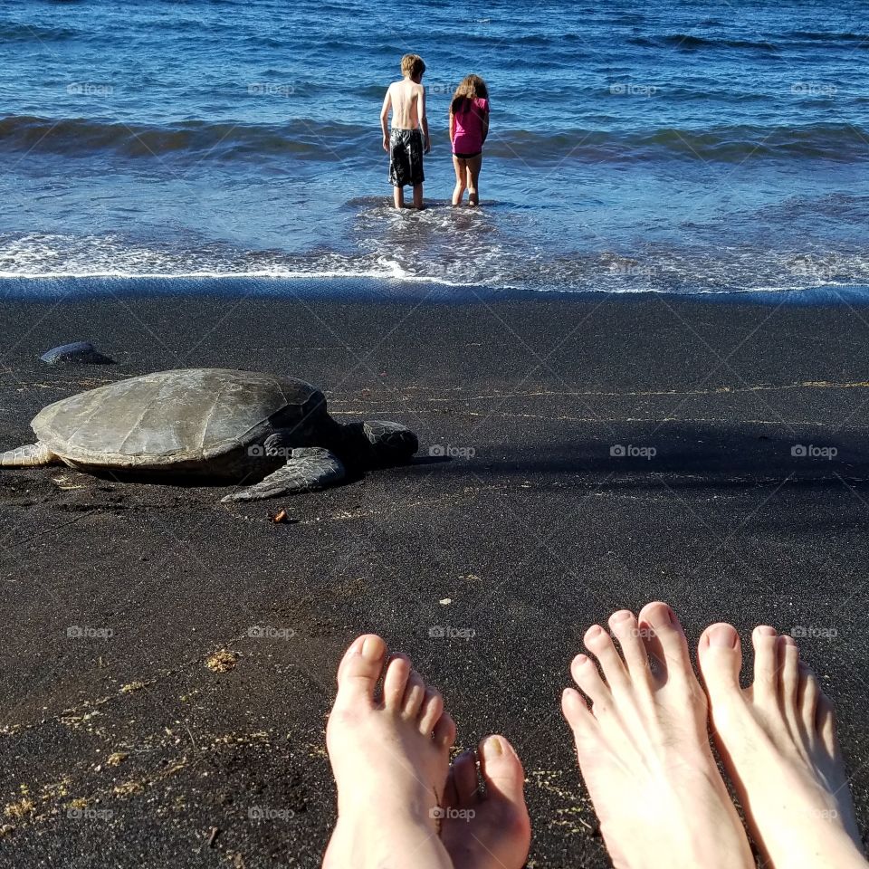 Endless summer
sea turtle on punaluu black sand beach hawaii