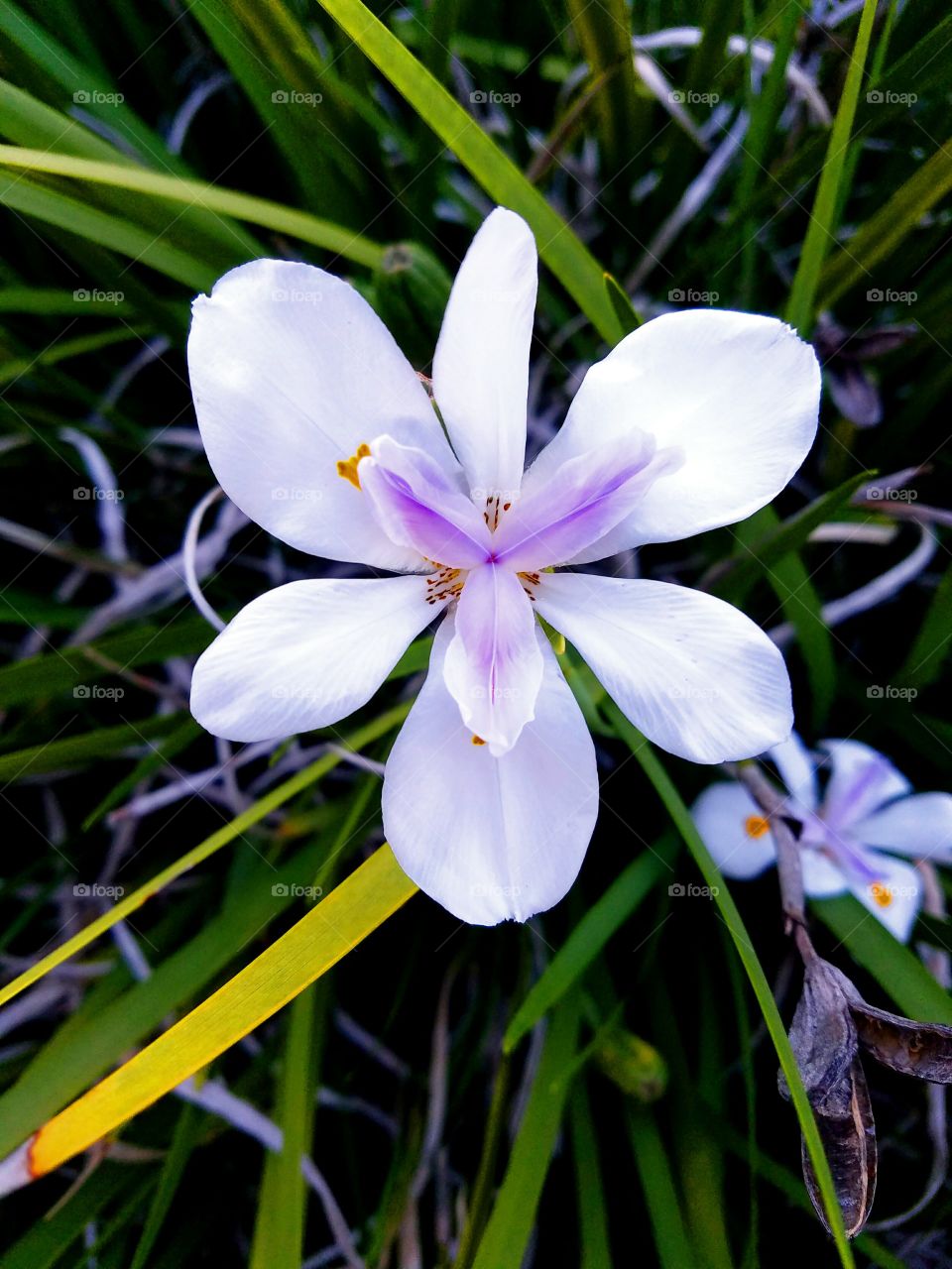 Butterfly Iris