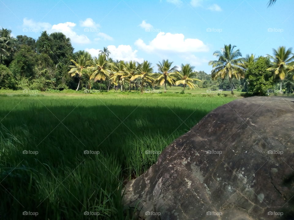 Stone with paddy field
