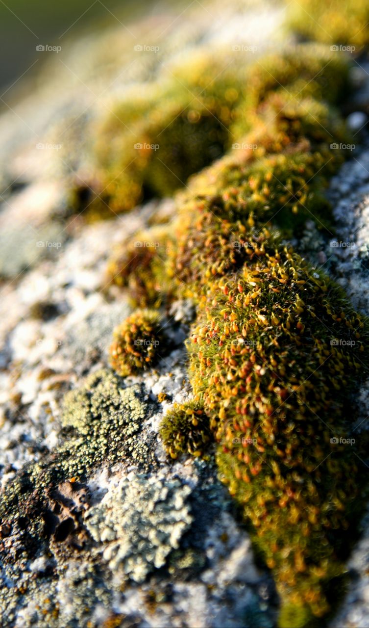 moss  on s rock
