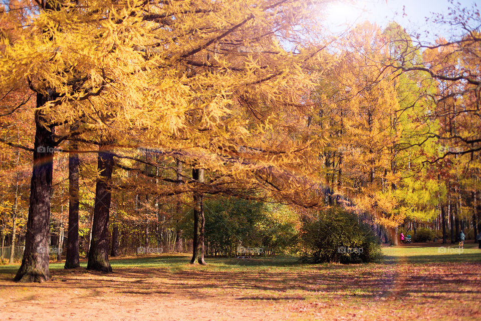 Golden autumn landscape