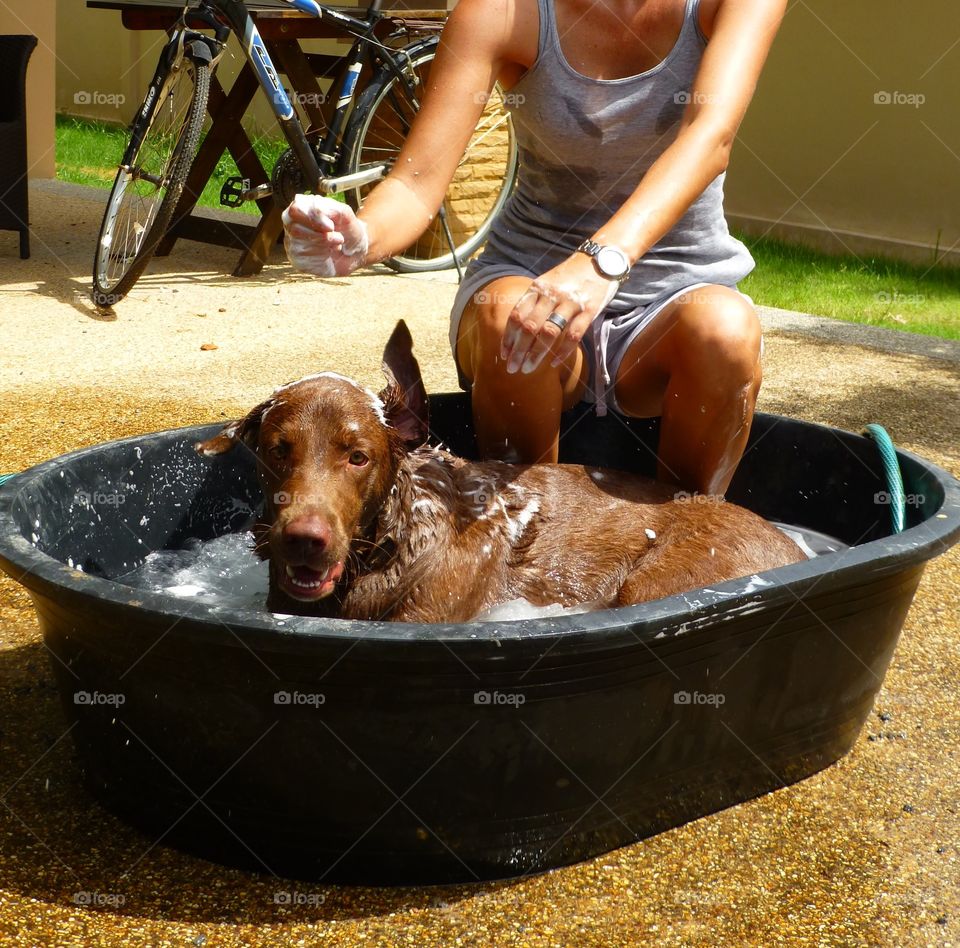 Bathing my dog and get splashed 