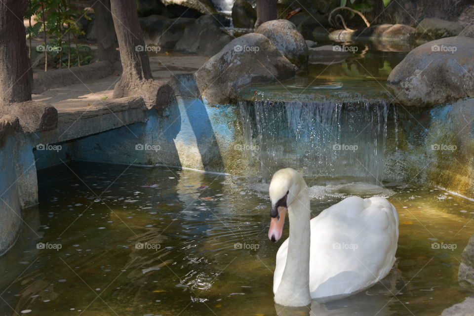 Lovely swan in pond
