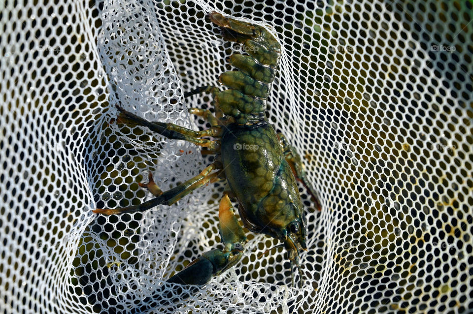 The crawdad with tiny shadows caught in the net 