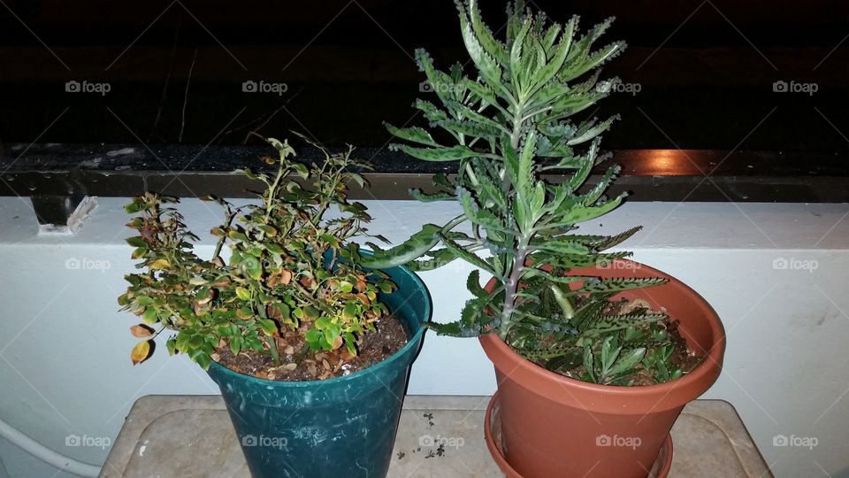 Pot, Houseplant, Leaf, Flora, No Person