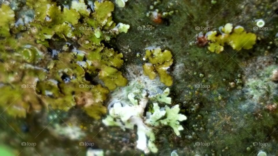 a close up view of fungus growing on an oak tree