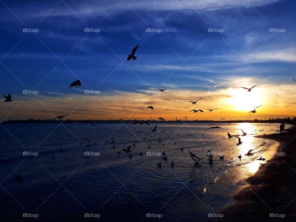 evening, sunset, sea, birds