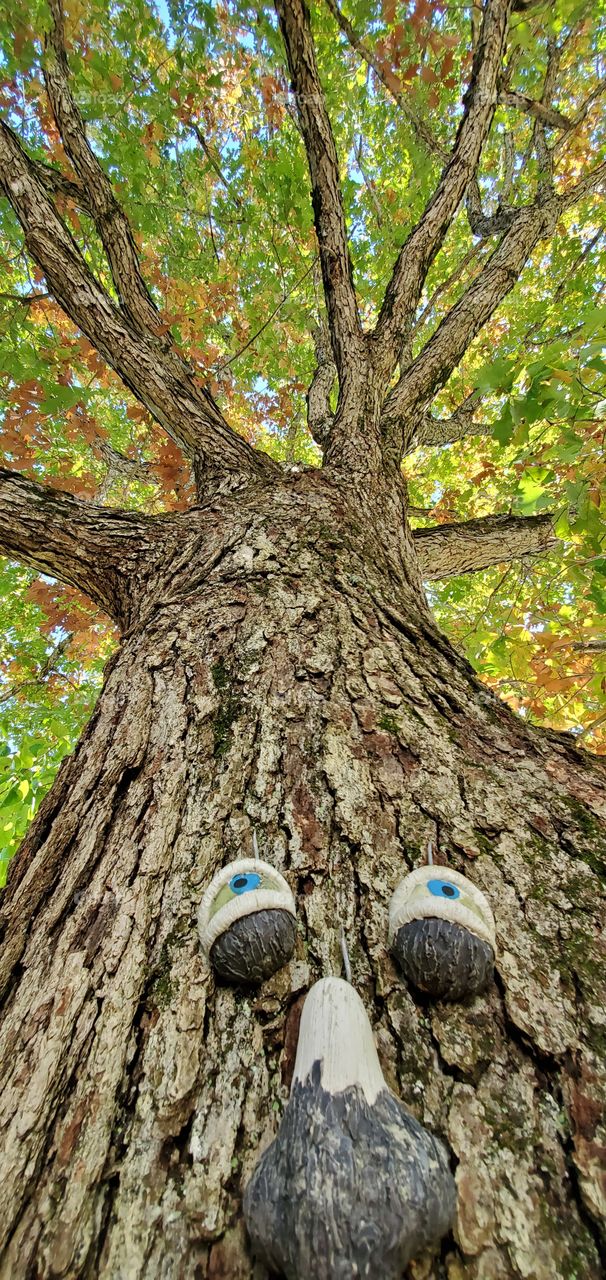 Looking up tree, colored fall leaves with face on tree looking up to its branches. Pretty tree bark on this Oak tree.