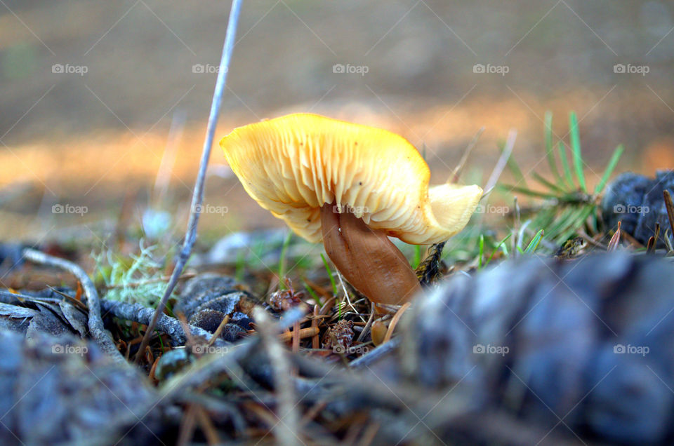 Macro shot of mushrooms