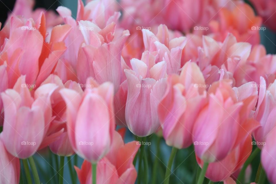 Peach tulips