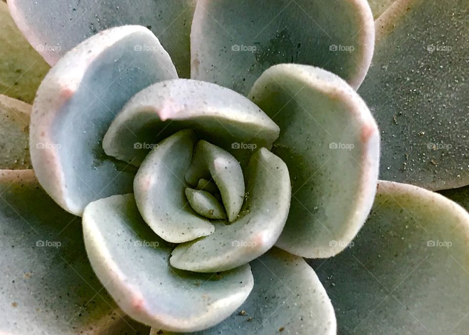 Succulent 