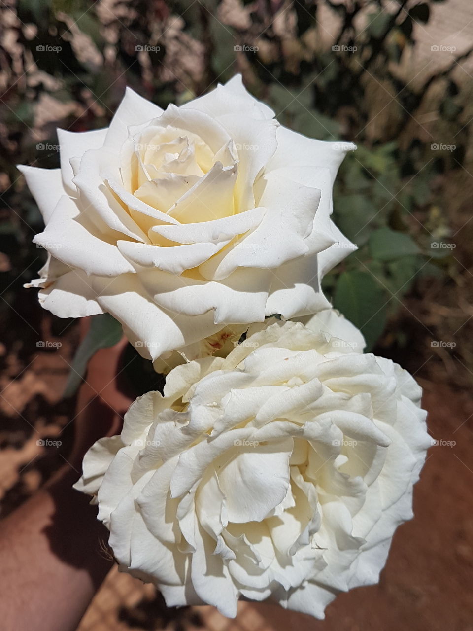 white flowers flower fleur maroc nature maroc Morocco Africa day eyes mine high quality of