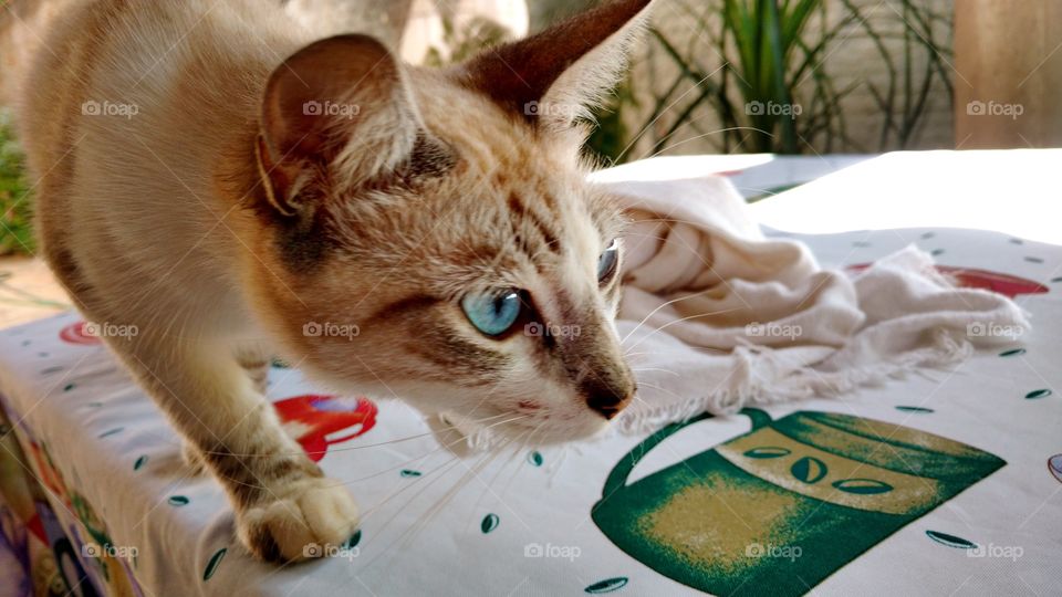 Olha a cara do gato na mesa procurando comida.