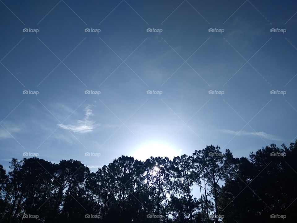 sun rising over pine trees