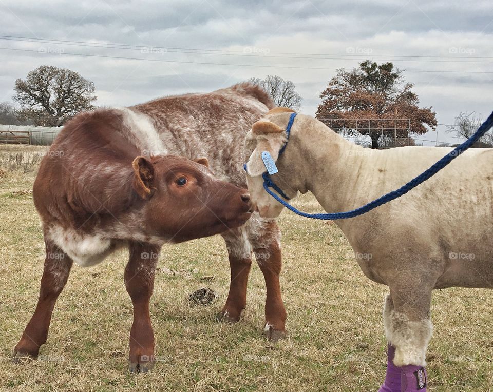 Shorthorn calf and lamb - nose to nose.  