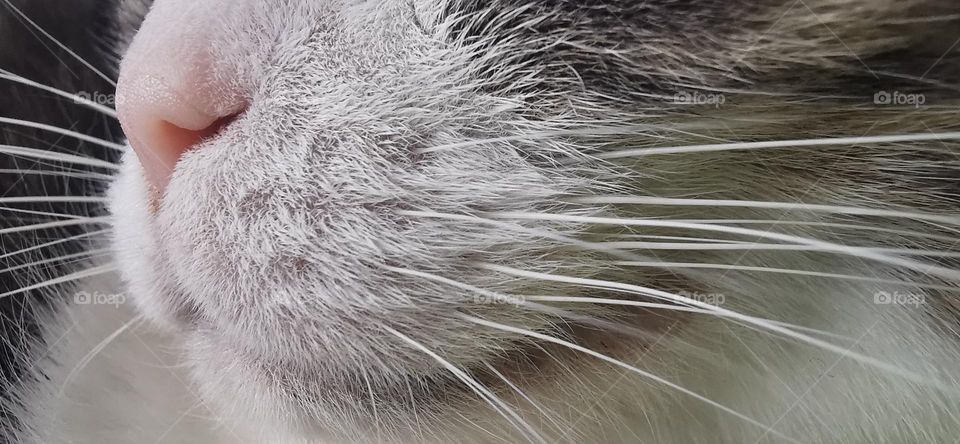 Macro shot of cat's whiskers and nose