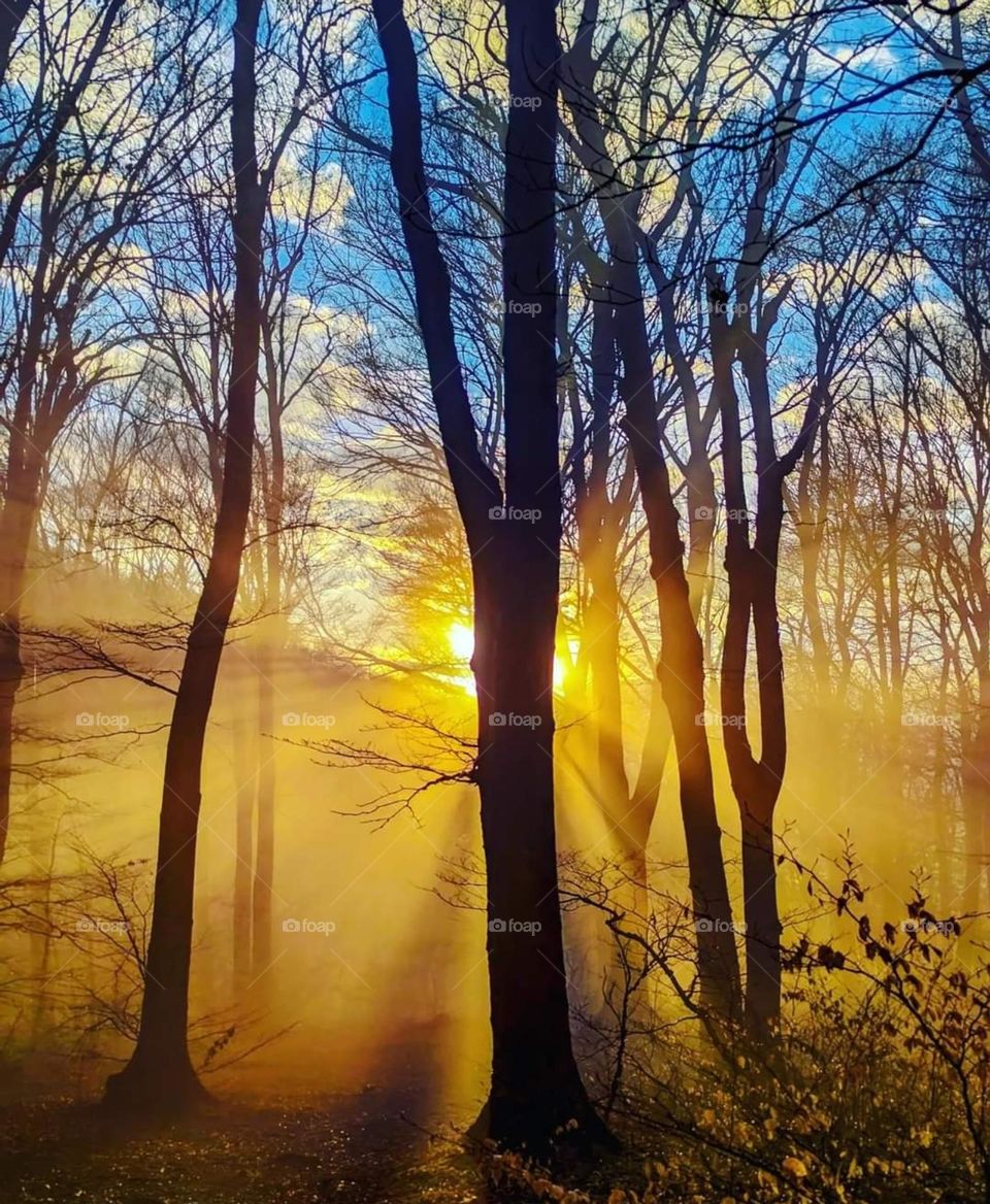 Enchanced lens: exploring the magic forest mission