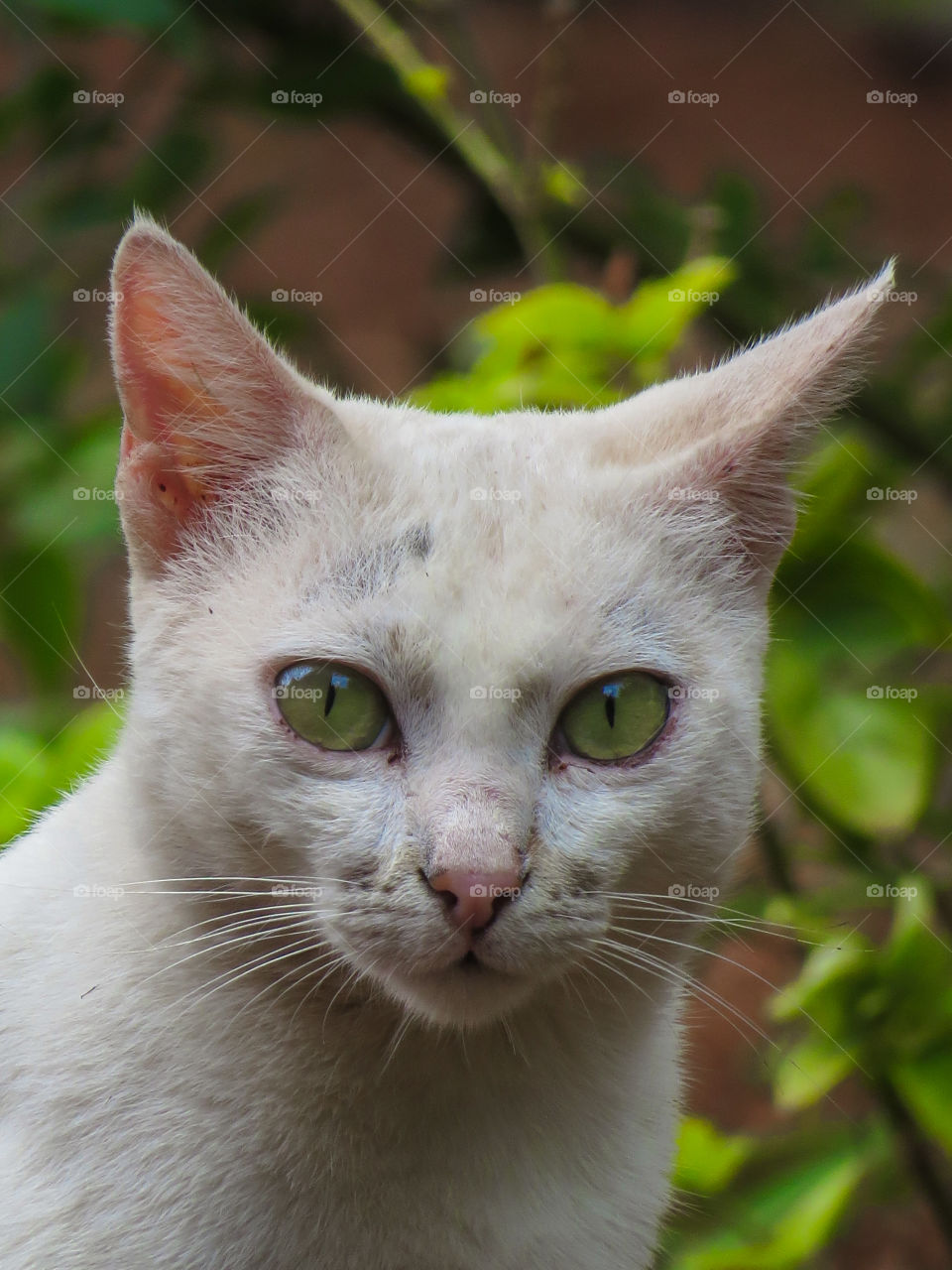 Portrait of white cat