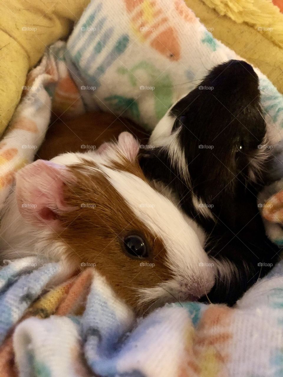 Nicky and Jake together / my 2 New Guinea pig babies 🐾🐾❤️