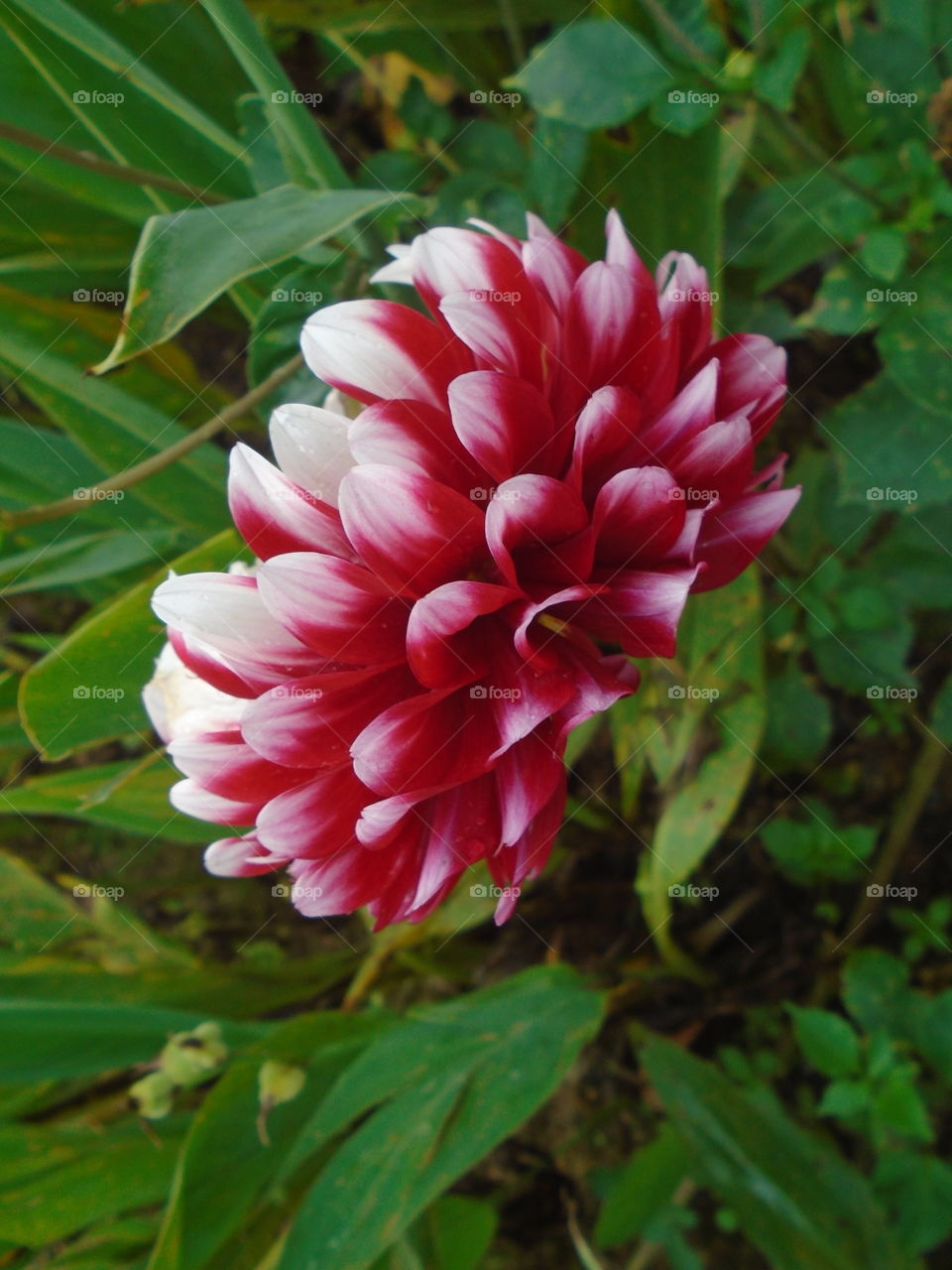 গার্ডেন, প্রকৃতি, উদ্ভিদ, ছুটি, ফ্লাওয়ারস।