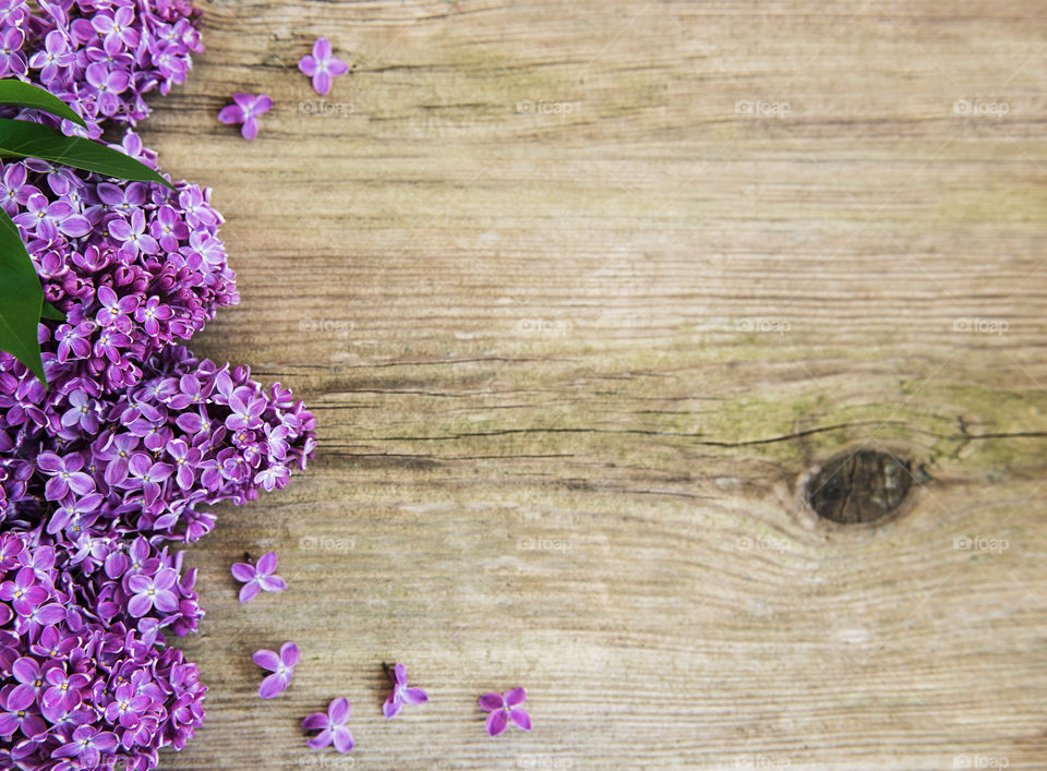 Lilac flowers 