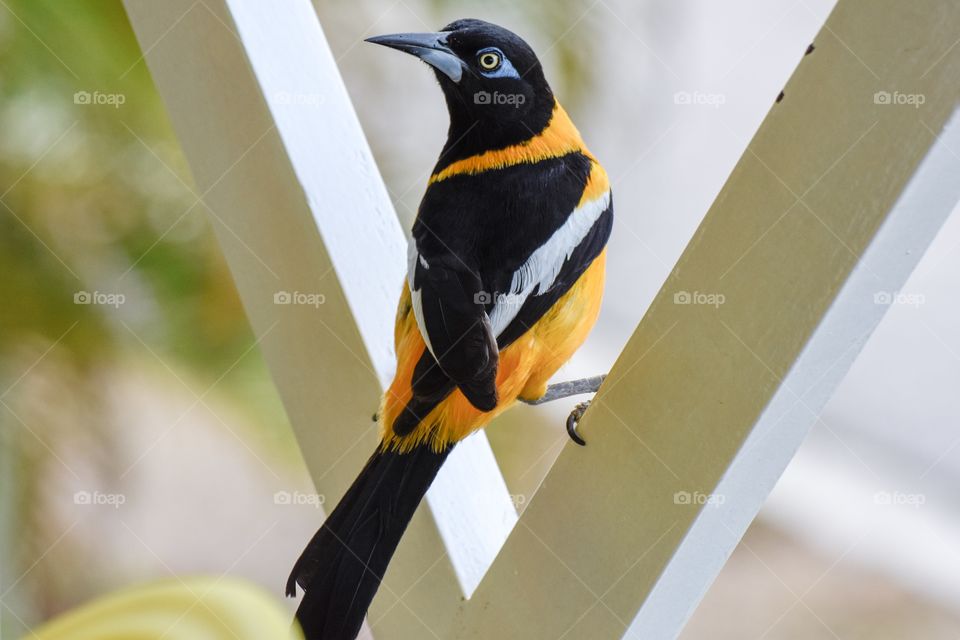 Close-up of a bird perching