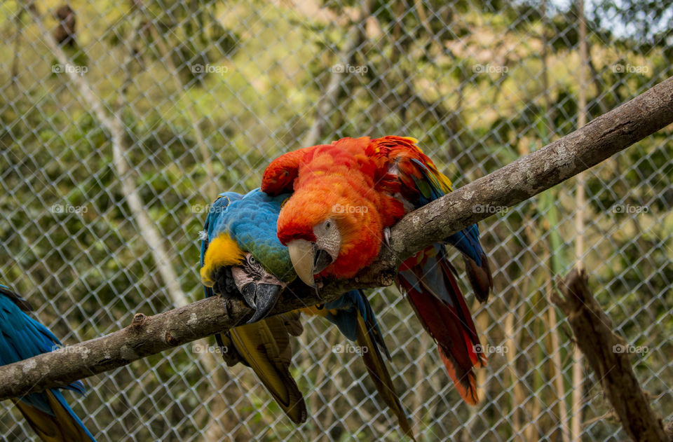 Rescued Red and Blue Macaws
