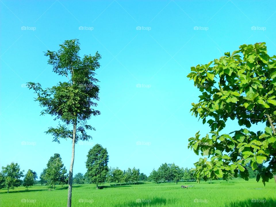 tree,sky,field