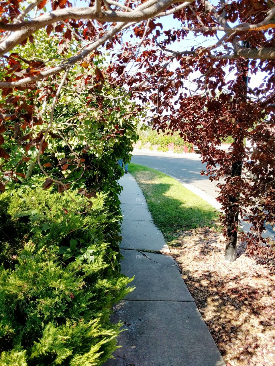 Leafy Walkway