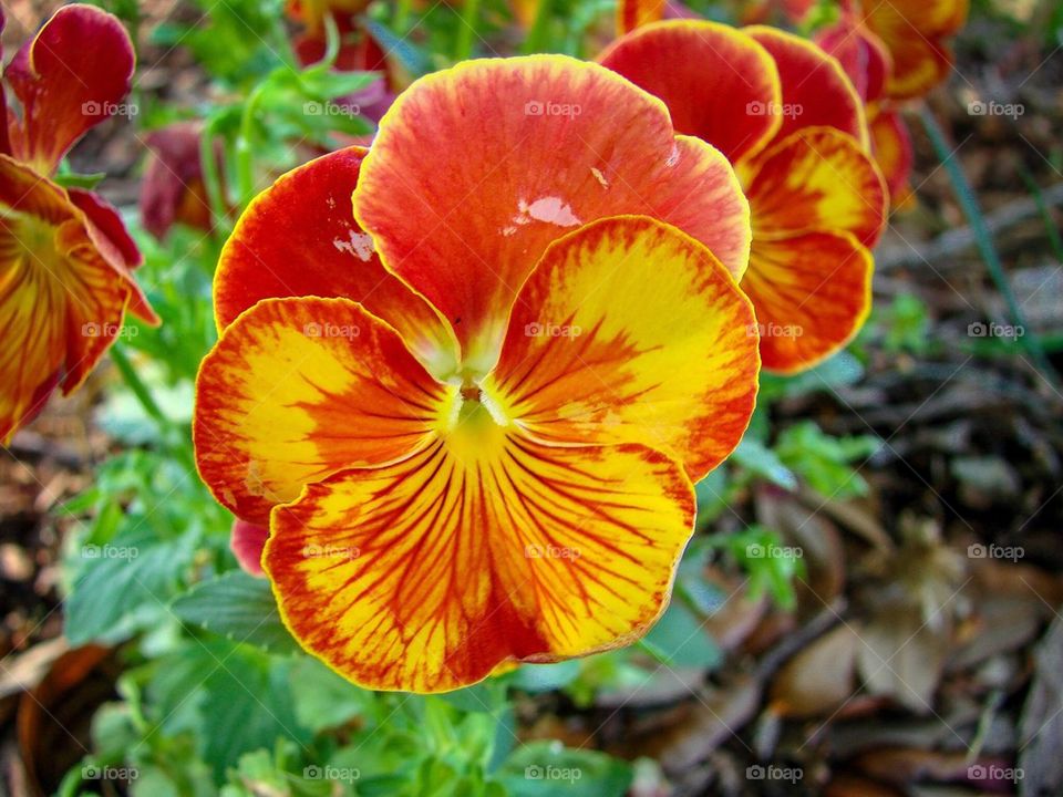 Close-up of flower