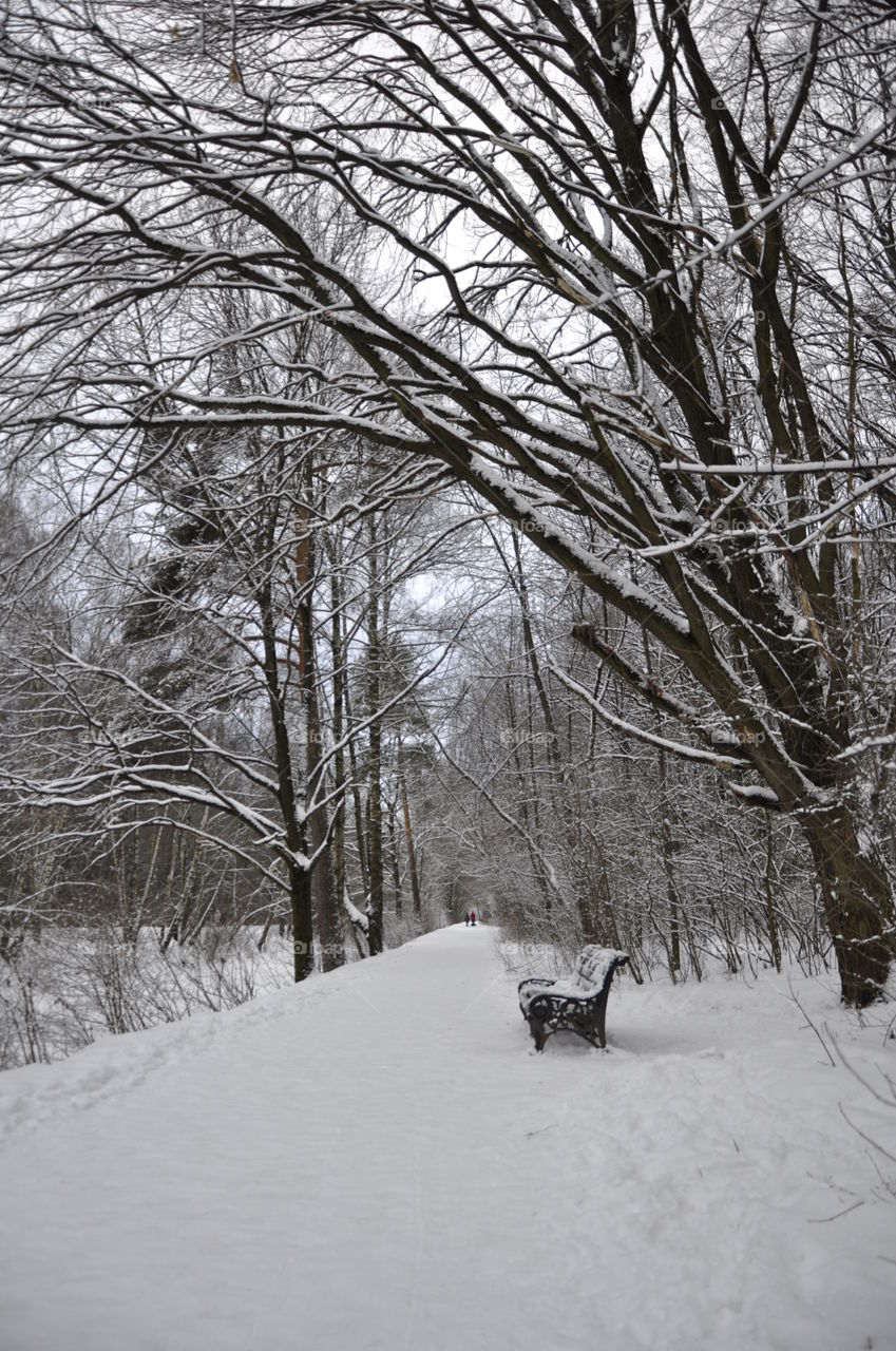 Walk through the snow-covered park