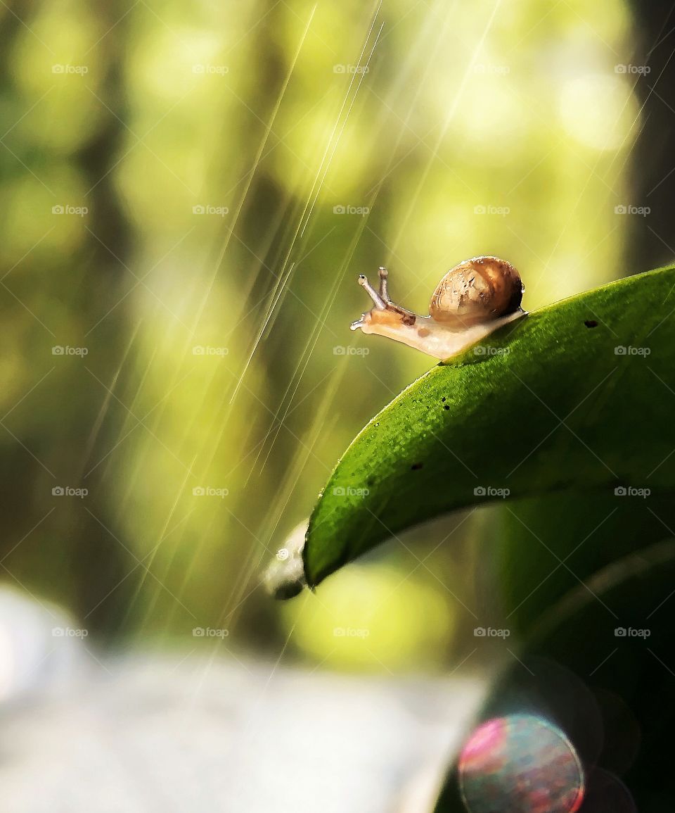 A small snail on a green leaf enjoying rain