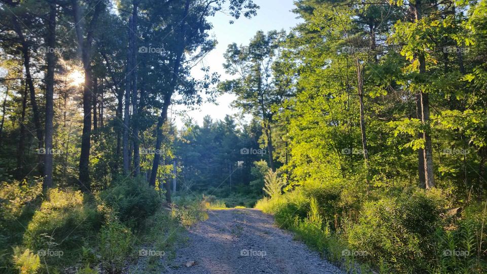 Massachusetts Forest