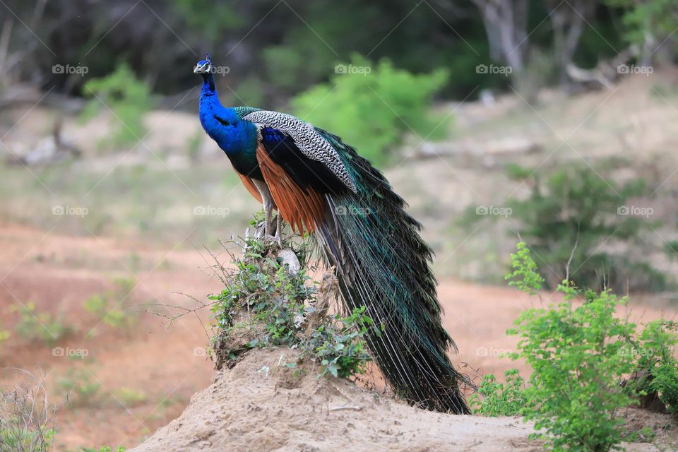 beautiful  peacock