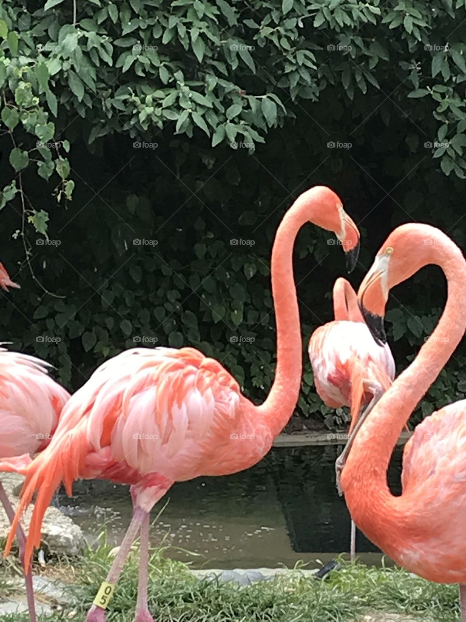 Flamingos 