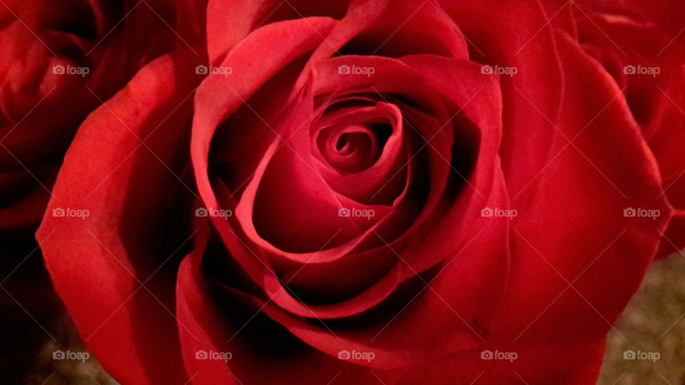 red rose. red rose