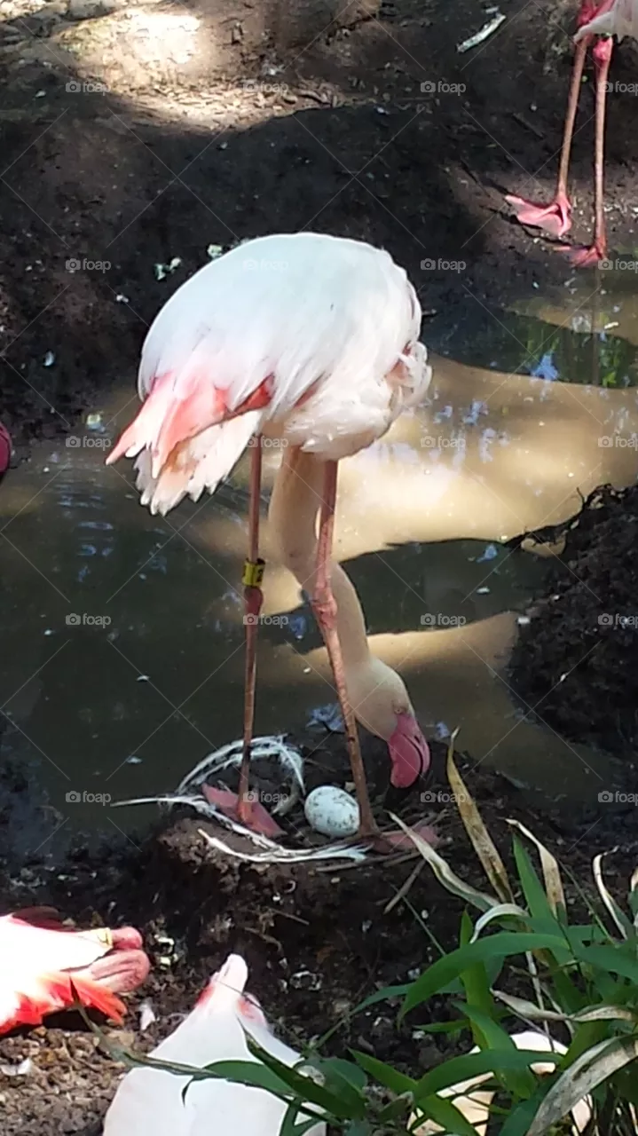 Nesting